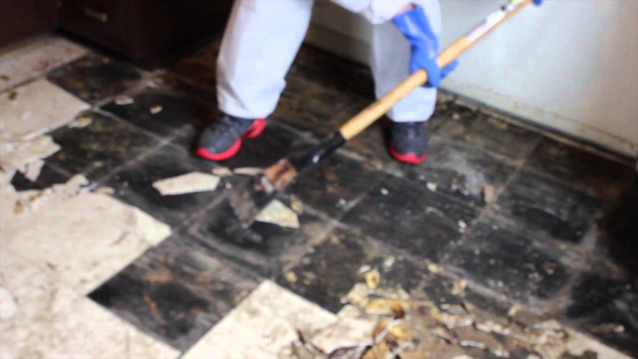 Best Hardwood Floors for Pets Of Dog Feces Urine Cleanup On Tiles Youtube for Dog Feces Urine Cleanup On Tiles