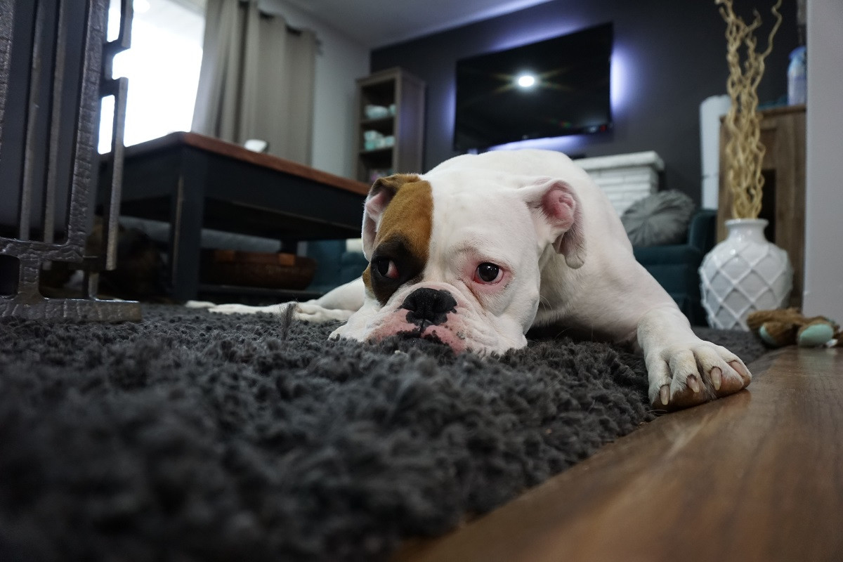 best vacuum for pet hair and hardwood floors and carpet of how to get rid of dog odor in your carpet servicemaster clean for whether youre the proud parent of one tail wagging four legged friend or a whole pack of them its not uncommon for dog owners to notice a distinct odor