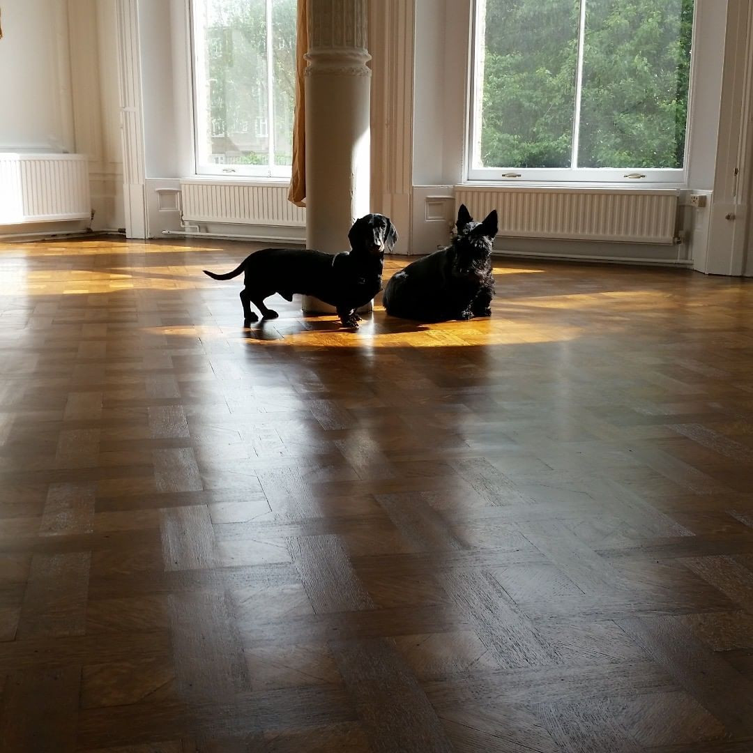 27 Stylish Engineered Hardwood Flooring Barrie 2024 free download engineered hardwood flooring barrie of realwoodfloors hash tags deskgram for bespoke versailles wood pattern hand made no cnc the dogs seem to enjoy the