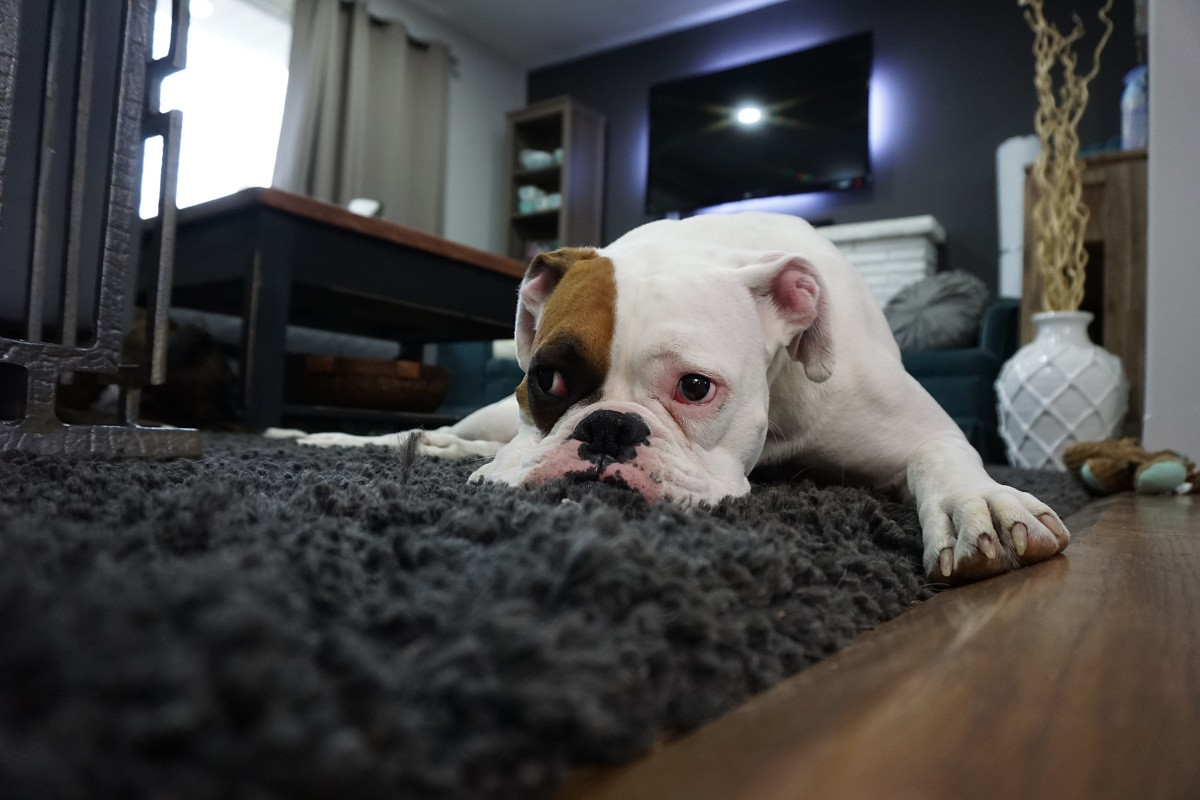hardwood floor cleaner for pet stains of how to get rid of dog odor in your carpet servicemaster clean in whether youre the proud parent of one tail wagging four legged friend or a whole pack of them its not uncommon for dog owners to notice a distinct odor
