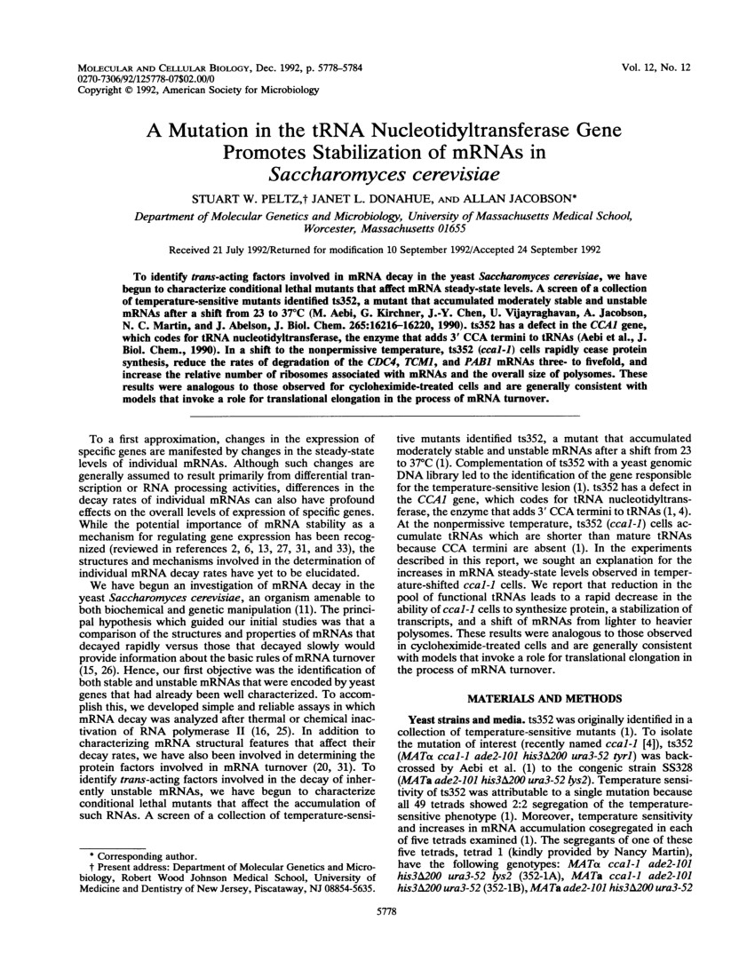 Hardwood Floor Installation Worcester Ma Of Pdf A Mutation In the Trna Nucleotidyltransferase Gene Promotes with Regard to Pdf A Mutation In the Trna Nucleotidyltransferase Gene Promotes Stabilization Of Mrnas In Saccharomyces Cerevisiae