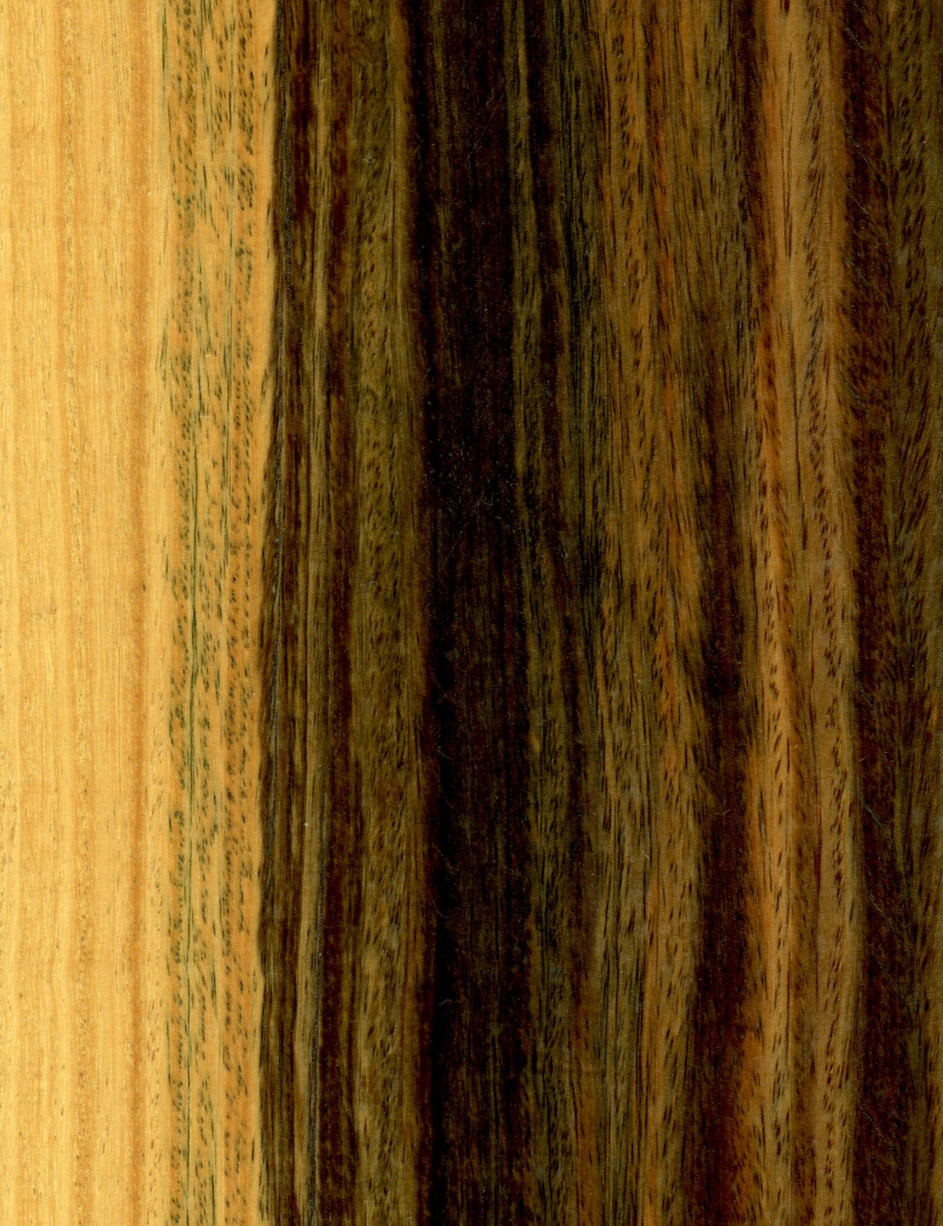 13 Stylish Hardwood Floors Magazine Digital issue 2024 free download hardwood floors magazine digital issue of lignum vitae wikipedia inside bulnesiasarmientoi wood01