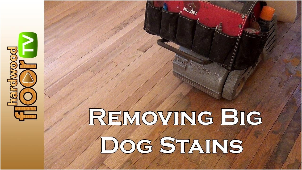 13 Great How to Refinish Hardwood Floors with Pet Stains 2024 free download how to refinish hardwood floors with pet stains of best laminate flooring for dogs lovely hardwood floor cleaning wood for best laminate flooring for dogs lovely hardwood floor cleaning floo